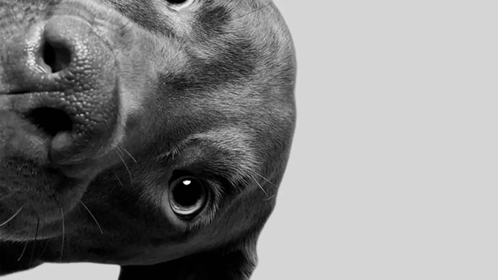 Aniis — a dog taking a supplement from a hand